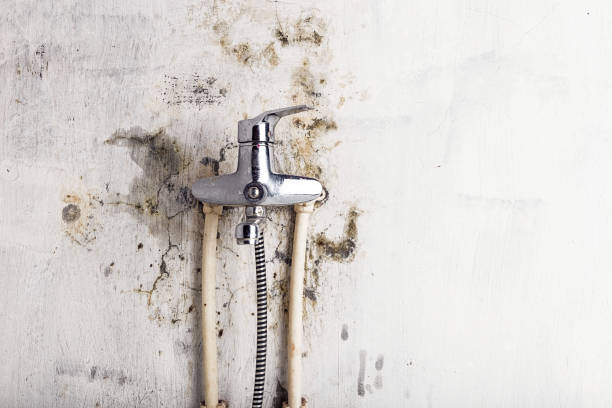 Best Best Mold Removal Companies  in Point Venture, TX