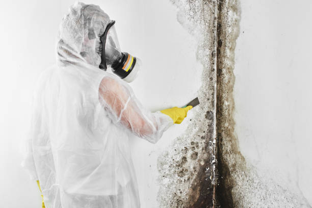 Best Mold Testing  in Point Venture, TX