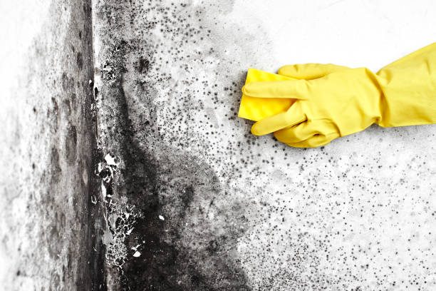 Professional Mold Removal in Point Venture, TX