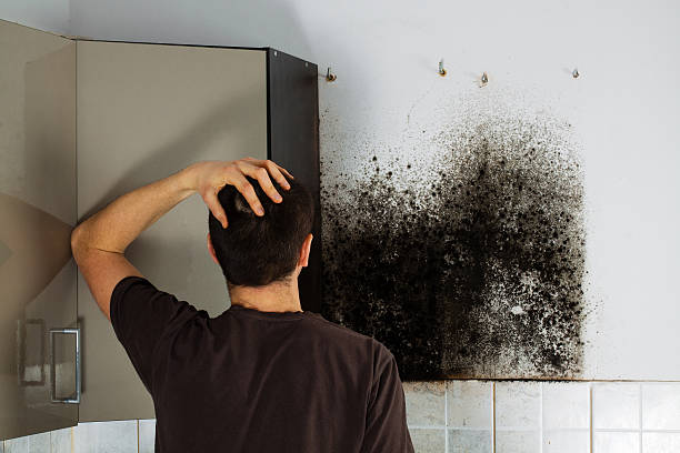 Mold Removal Process in Point Venture, TX