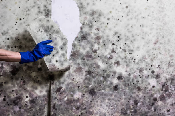 Best Fast Mold Removal  in Point Venture, TX
