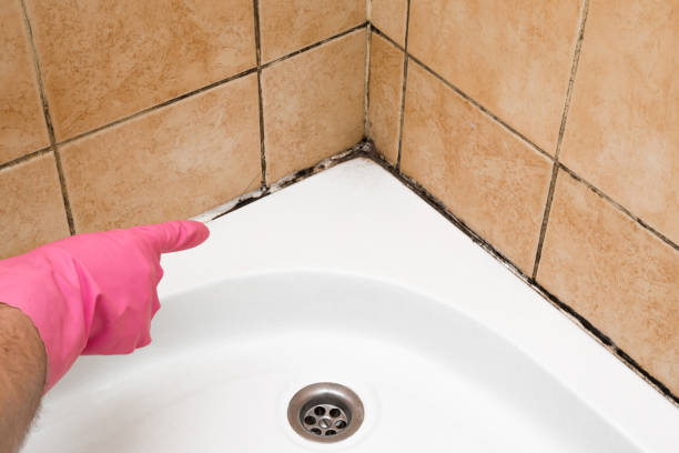 Best Office Mold Removal Services  in Point Venture, TX